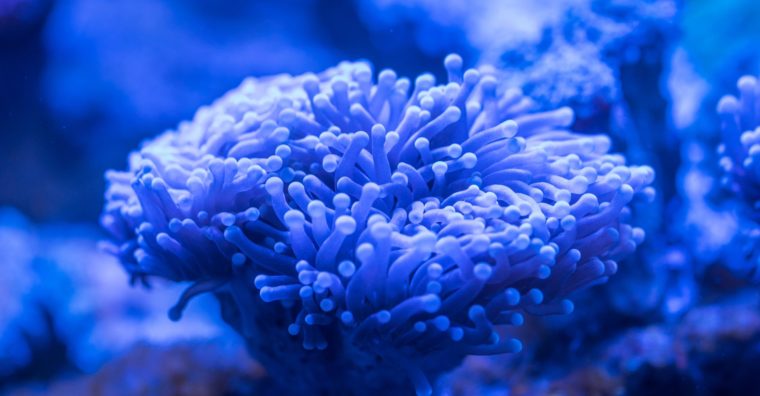 Outrigger Hospitality Group : Sauver les coraux