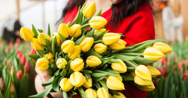 Illustration de l'article [Lot-et-Garonne] Des tulipes françaises à l’honneur