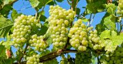 [ Lot-et-Garonne ] Croissance externe pour les Vignerons de Buzet