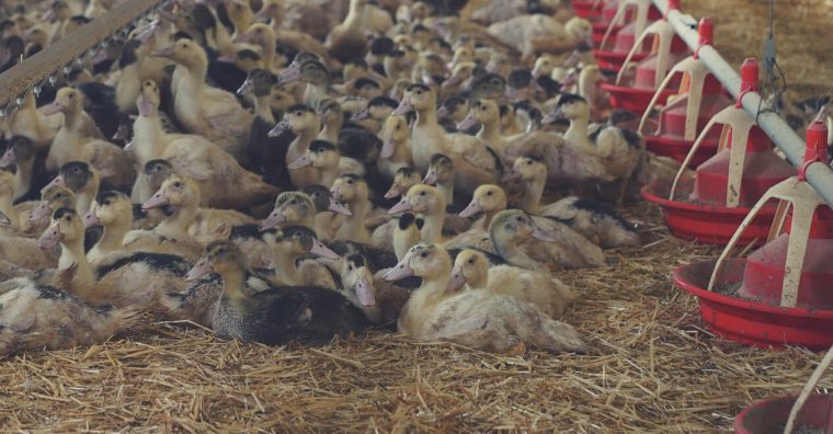 Illustration de l'article Dordogne : grippe aviaire, une désolation