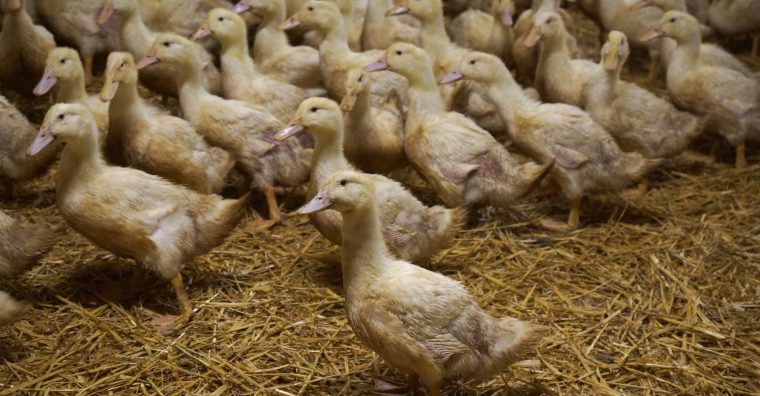 Illustration de l'article Dordogne – Grippe aviaire : record de dossiers déposés