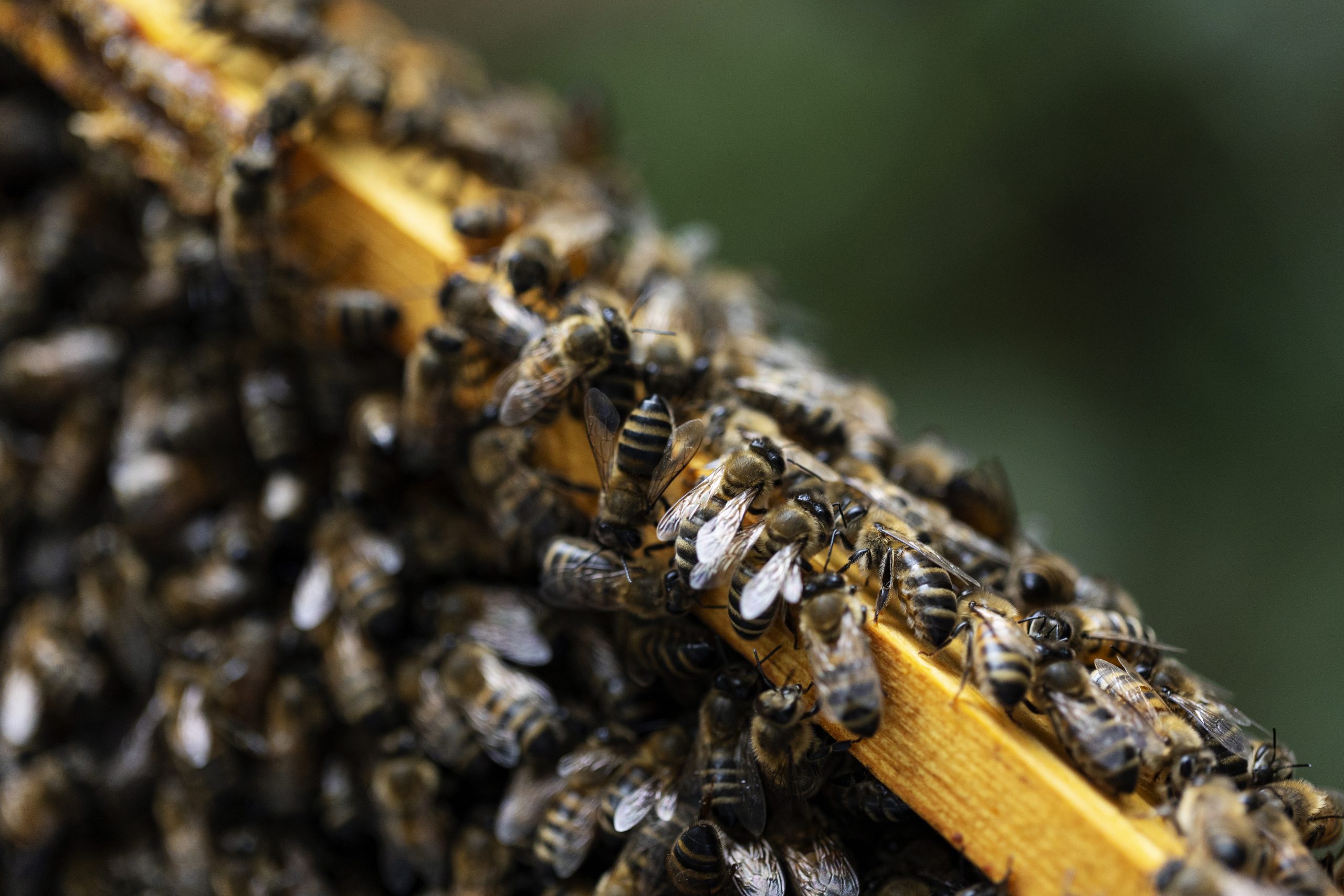 Miel abeilles