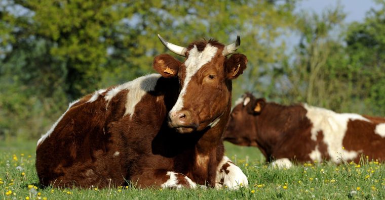 Illustration de l'article Dordogne – Viande bovine et durabilité
