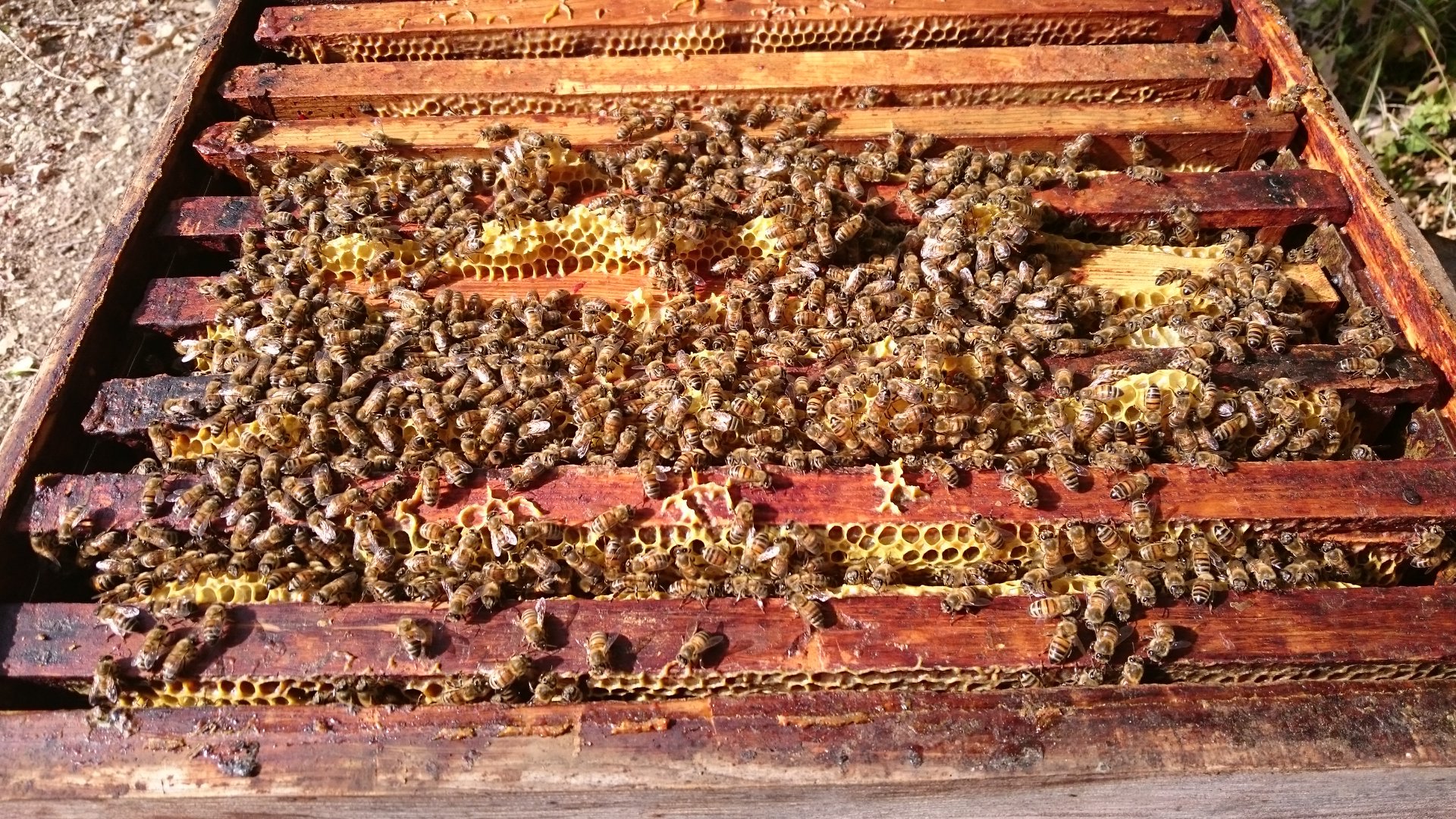 abeilles apiculture