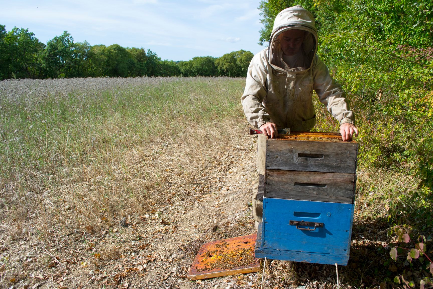 abeilles apiculture