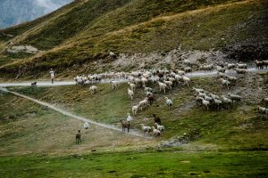L’Agence des Pyrénées est engagée dans la dynamisation de différentes filières dont celle de la laine.