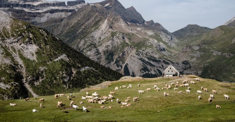 Le Parc National des Pyrénées est aussi une terre de pastoralisme.