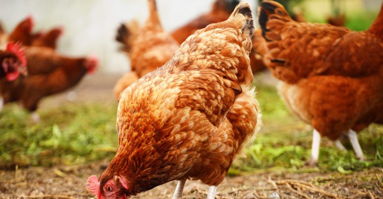 Illustration de l'article Influenza aviaire : allégement des mesures pour les éleveurs