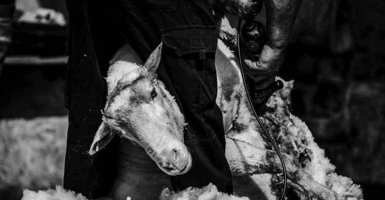 Illustration de l'article Uhart-Mixe – Partage d’expérience sur le travail de la laine