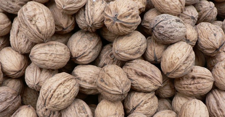 Illustration de l'article Dordogne – Les producteurs de noix et cerises indemnisés