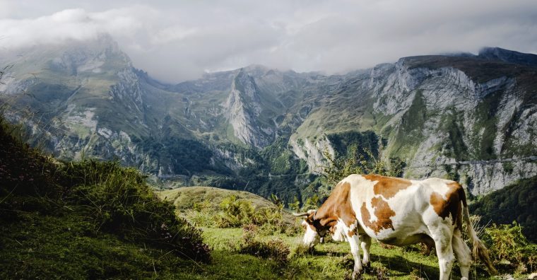 Illustration de l'article Crise agricole : l’élevage piqué au vif