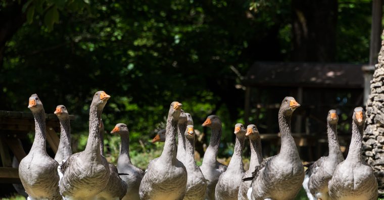Illustration de l'article Dordogne : Des indemnisations pour la grippe aviaire
