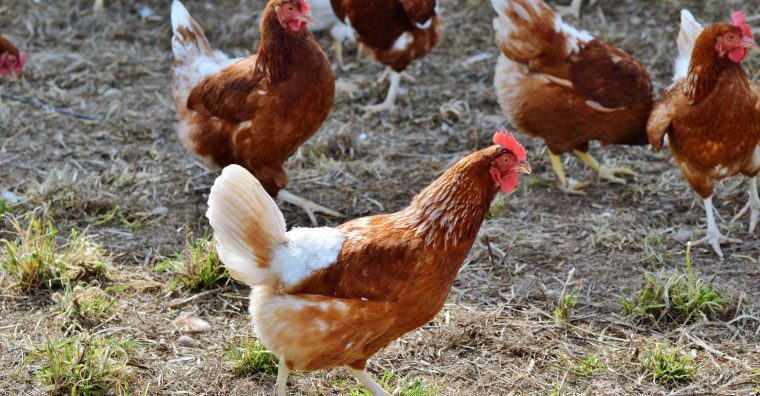 Illustration de l'article Aïcirits – 8 240 poules adoptées en quatre ans