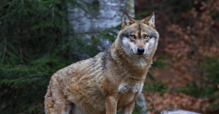 Illustration de l'article Coulounieix-Chamiers – Une réunion pour s’adapter face à la menace du loup