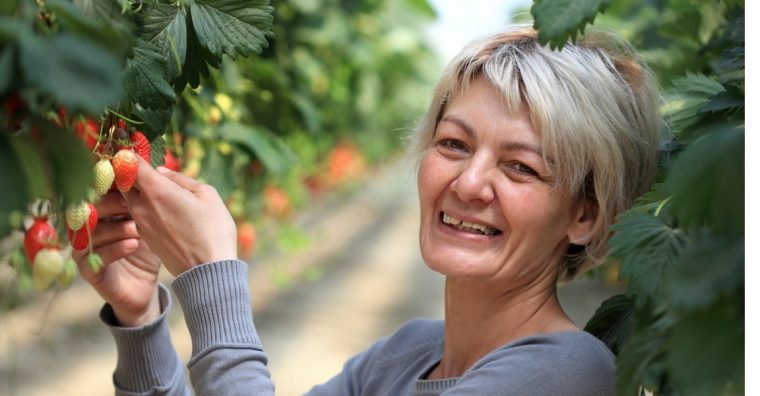 Sylvie Delaurier, présidente de l’AIFLG et productrice de fraises à Damazan fraise