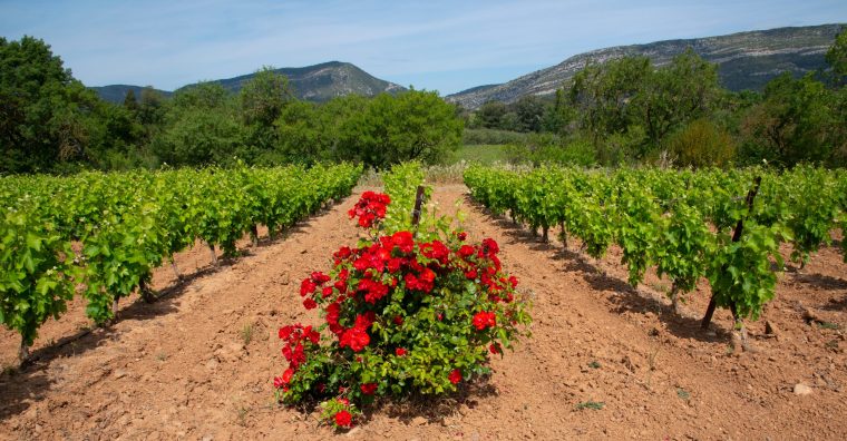 Illustration de l'article Vins de Corbières : bien plus que du rouge