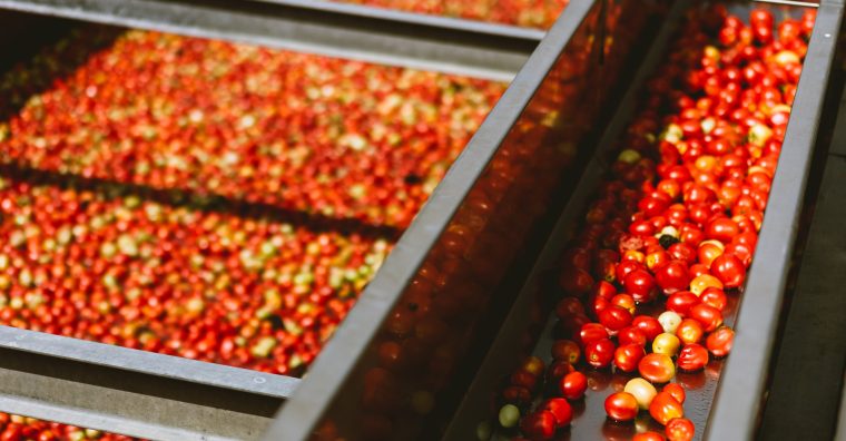 tomates
