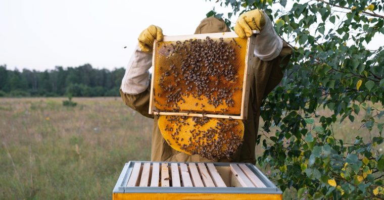 Illustration de l'article Lot-et-Garonne – Les Abeilles de Malescot ouvrent un 4e magasin en France