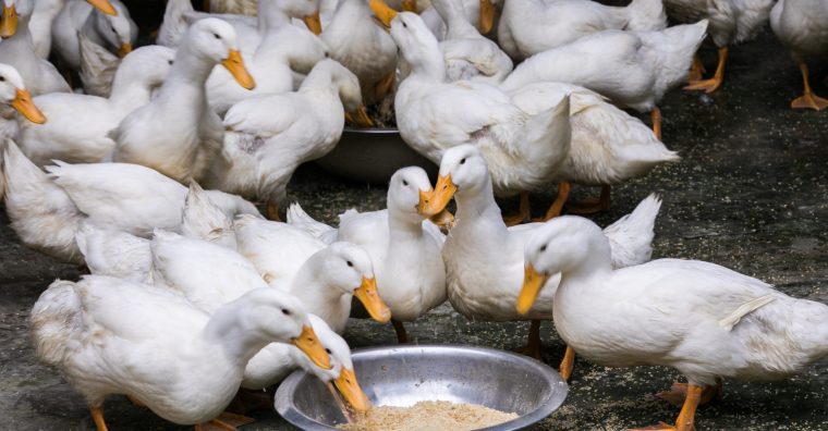 Illustration de l'article Nouvelle campagne de vaccination des canards