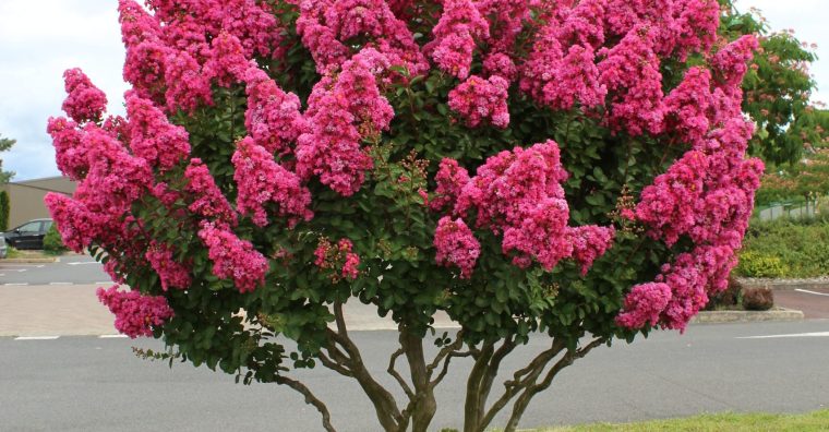 Illustration de l'article Mariage de la vigne et du Lager’s en Bergeracois