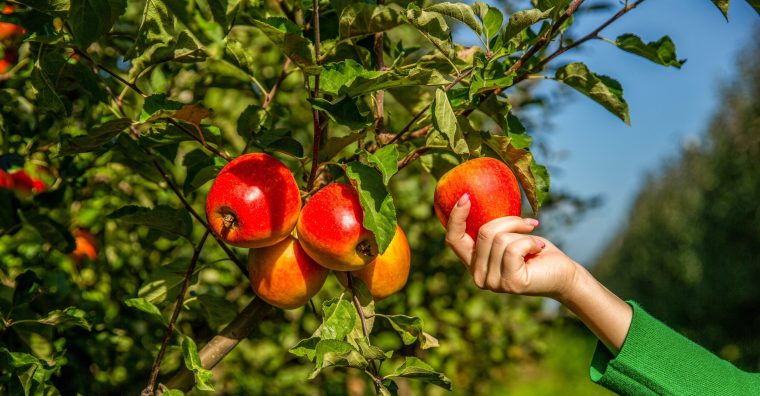 Illustration de l'article Retour de la Fête de l’arbre