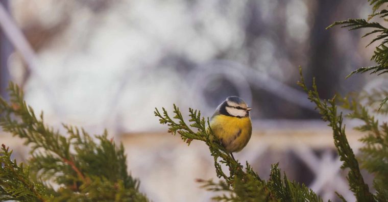 biodiversité