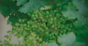 Les journées régionales du vin bio