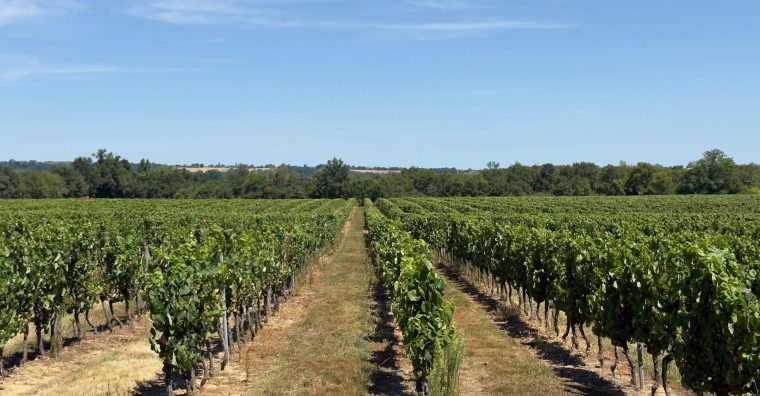Illustration de l'article Le vignoble de Fronton renouvelle son label Vignobles & Découvertes