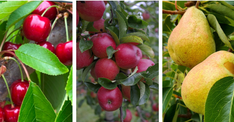 Illustration de l'article Trio fruitier chez Desmartis