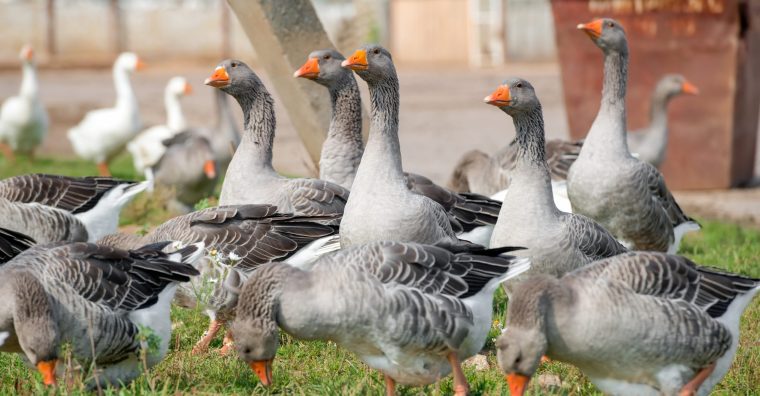 Illustration de l'article Les producteurs de foie gras ouvrent leurs portes