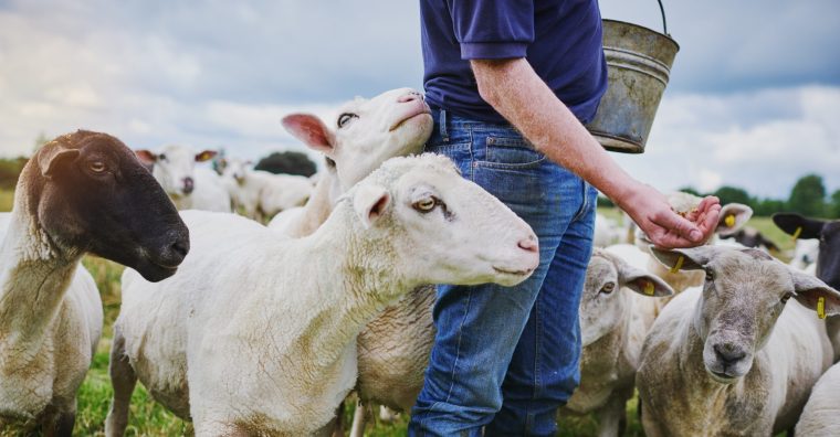 Illustration de l'article La Foncière agricole d’Occitanie augmente son capital pour accompagner l’installation des jeunes agriculteurs