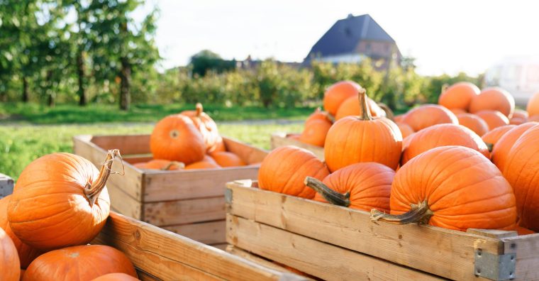 Illustration de l'article L’automne à la ferme revient