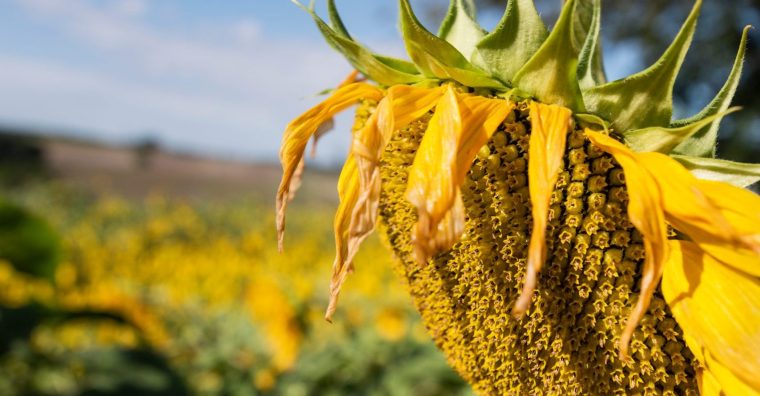 Illustration de l'article Agriculture – La 14e édition du Mois de la Bio