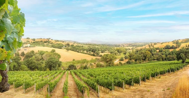 Illustration de l'article Nouvelle-Aquitaine – 11 millions pour la viticulture