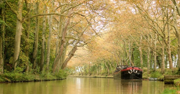 Illustration de l'article Canal du Midi – Objectif : replantation !