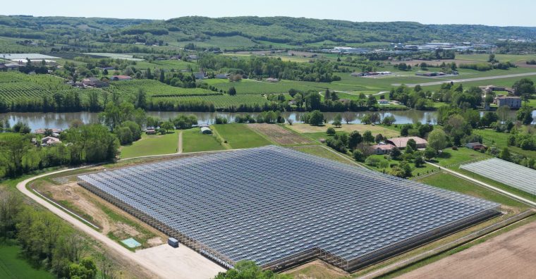 Illustration de l'article Une culture d’avocats en pleine croissance avec l’agrivoltaïsme