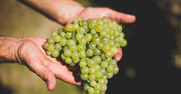 Illustration de l'article Vins de Bergerac : Un millésime « exceptionnel »