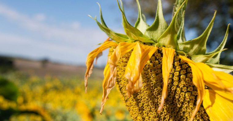 Illustration de l'article Villeneuve-sur-Lot – La filière bio en réseau