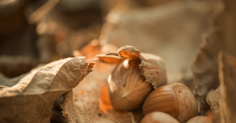 Illustration de l'article Lacépède – La Maison de la Noisette à la relance