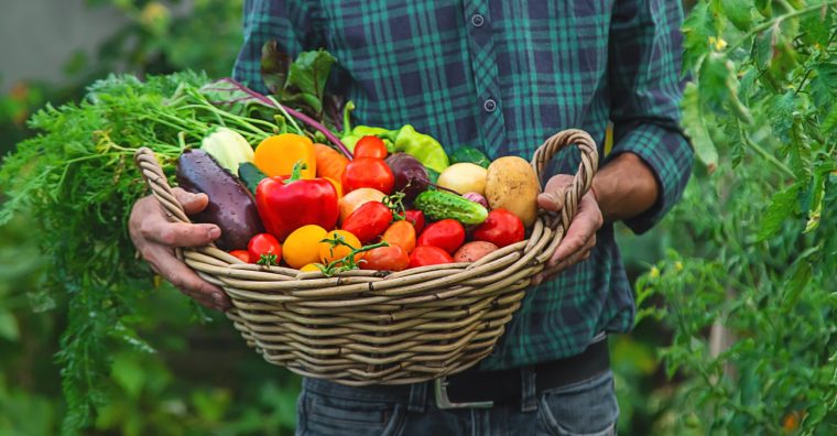 Illustration de l'article Un atelier pour transformer les légumes du Pays basque