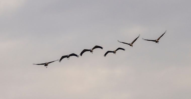 Illustration de l'article Interdiction des rassemblements de volailles