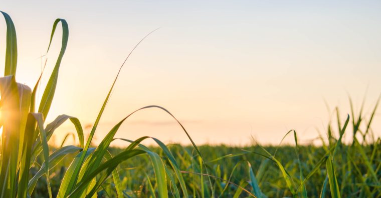 Illustration de l'article Saint-Aubin – Les 30 ans d’Agrobio 47