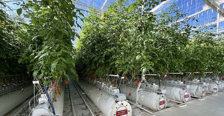 Illustration de l'article Marmande – Rougeline : une expérimentation avec l’IA en 2026