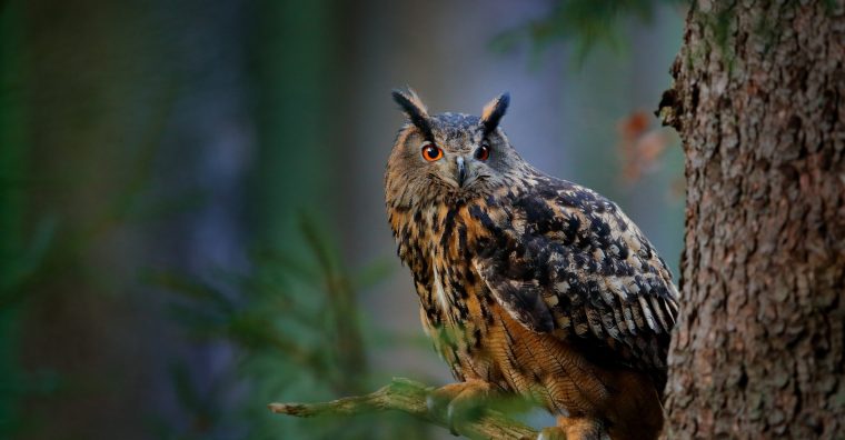 Illustration de l'article Un film documentaire pour admirer et réfléchir