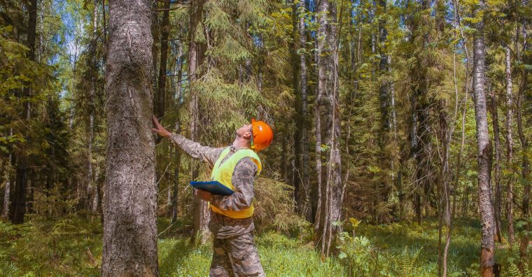 Illustration de l'article Une avancée opérationnelle pour la filière forestière locale