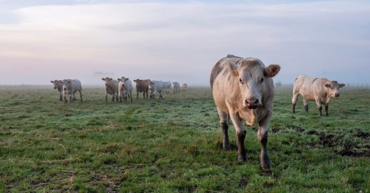 Illustration de l'article DNC : les Hautes-Pyrénées en avance sur la vaccination