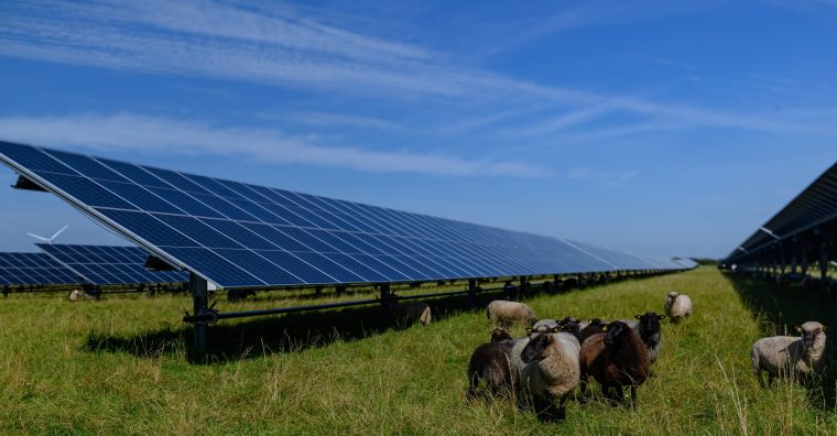 Illustration de l'article Agrivoltaïsme : le Toulousain CalyWattSol fusionne avec Calycé