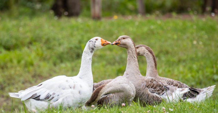 Illustration de l'article Grippe aviaire : la diffusion se poursuit