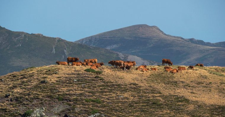 Illustration de l'article Dermatose nodulaire : nouvelles actions ce mercredi à Tarbes