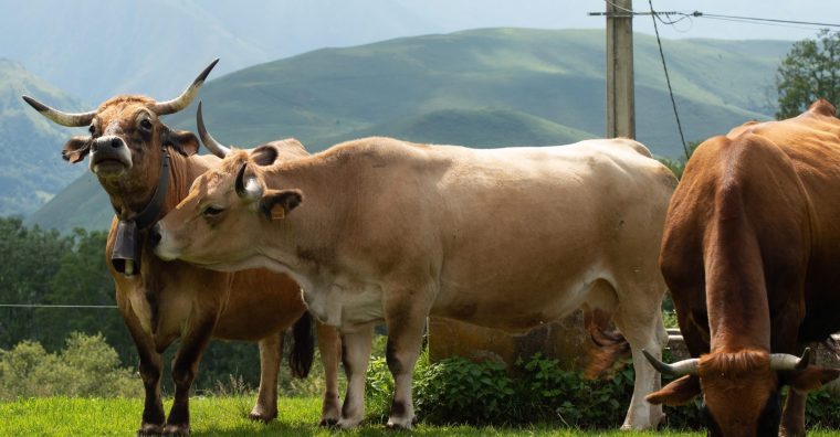 Illustration de l'article Crise agricole : Carole Delga veut inciter les banques à débloquer une aide à taux zéro